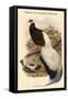 Crossoptillon Auritum - Chinese Crossoptilon Pheasant-John Gould-Framed Stretched Canvas