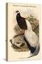 Crossoptillon Auritum - Chinese Crossoptilon Pheasant-John Gould-Stretched Canvas