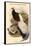 Crossoptillon Auritum - Chinese Crossoptilon Pheasant-John Gould-Framed Stretched Canvas