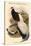 Crossoptillon Auritum - Chinese Crossoptilon Pheasant-John Gould-Stretched Canvas