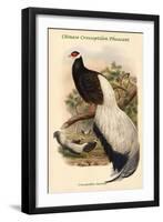 Crossoptillon Auritum - Chinese Crossoptilon Pheasant-John Gould-Framed Art Print