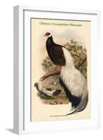 Crossoptillon Auritum - Chinese Crossoptilon Pheasant-John Gould-Framed Art Print