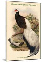 Crossoptillon Auritum - Chinese Crossoptilon Pheasant-John Gould-Mounted Art Print