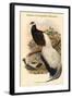 Crossoptillon Auritum - Chinese Crossoptilon Pheasant-John Gould-Framed Art Print