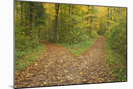 Crossroads Showing Fork in Path Where a Country-null-Mounted Photographic Print