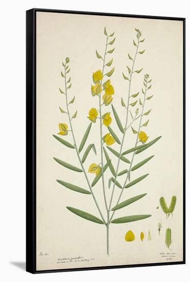 Crotalaria Juncea Linn, 1800-10-null-Framed Stretched Canvas