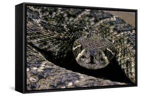 Crotalus Atrox (Western Diamondback Rattlesnake)-Paul Starosta-Framed Stretched Canvas