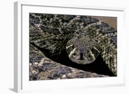 Crotalus Atrox (Western Diamondback Rattlesnake)-Paul Starosta-Framed Photographic Print