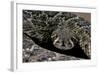 Crotalus Atrox (Western Diamondback Rattlesnake)-Paul Starosta-Framed Photographic Print