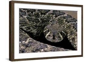 Crotalus Atrox (Western Diamondback Rattlesnake)-Paul Starosta-Framed Photographic Print