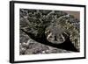 Crotalus Atrox (Western Diamondback Rattlesnake)-Paul Starosta-Framed Photographic Print