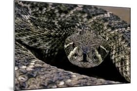 Crotalus Atrox (Western Diamondback Rattlesnake)-Paul Starosta-Mounted Photographic Print