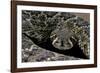 Crotalus Atrox (Western Diamondback Rattlesnake)-Paul Starosta-Framed Photographic Print