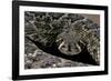 Crotalus Atrox (Western Diamondback Rattlesnake)-Paul Starosta-Framed Photographic Print