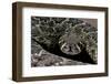 Crotalus Atrox (Western Diamondback Rattlesnake)-Paul Starosta-Framed Photographic Print