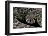 Crotalus Atrox (Western Diamondback Rattlesnake)-Paul Starosta-Framed Photographic Print