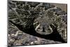 Crotalus Atrox (Western Diamondback Rattlesnake)-Paul Starosta-Mounted Photographic Print