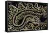 Crotalus Durissus Durissus (Cascabel Rattlesnake)-Paul Starosta-Framed Stretched Canvas