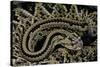 Crotalus Durissus Durissus (Cascabel Rattlesnake)-Paul Starosta-Stretched Canvas