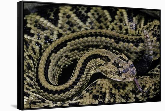 Crotalus Durissus Durissus (Cascabel Rattlesnake)-Paul Starosta-Framed Stretched Canvas