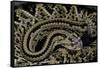 Crotalus Durissus Durissus (Cascabel Rattlesnake)-Paul Starosta-Framed Stretched Canvas