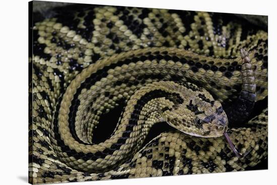 Crotalus Durissus Durissus (Cascabel Rattlesnake)-Paul Starosta-Stretched Canvas