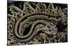 Crotalus Durissus Durissus (Cascabel Rattlesnake)-Paul Starosta-Stretched Canvas