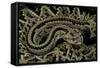 Crotalus Durissus Durissus (Cascabel Rattlesnake)-Paul Starosta-Framed Stretched Canvas