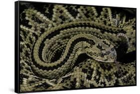 Crotalus Durissus Durissus (Cascabel Rattlesnake)-Paul Starosta-Framed Stretched Canvas