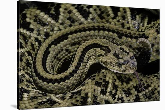 Crotalus Durissus Durissus (Cascabel Rattlesnake)-Paul Starosta-Stretched Canvas