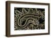 Crotalus Durissus Durissus (Cascabel Rattlesnake)-Paul Starosta-Framed Photographic Print