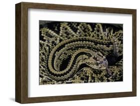 Crotalus Durissus Durissus (Cascabel Rattlesnake)-Paul Starosta-Framed Photographic Print