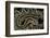 Crotalus Durissus Durissus (Cascabel Rattlesnake)-Paul Starosta-Framed Photographic Print