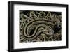 Crotalus Durissus Durissus (Cascabel Rattlesnake)-Paul Starosta-Framed Photographic Print