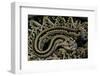 Crotalus Durissus Durissus (Cascabel Rattlesnake)-Paul Starosta-Framed Photographic Print