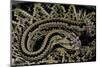 Crotalus Durissus Durissus (Cascabel Rattlesnake)-Paul Starosta-Mounted Photographic Print