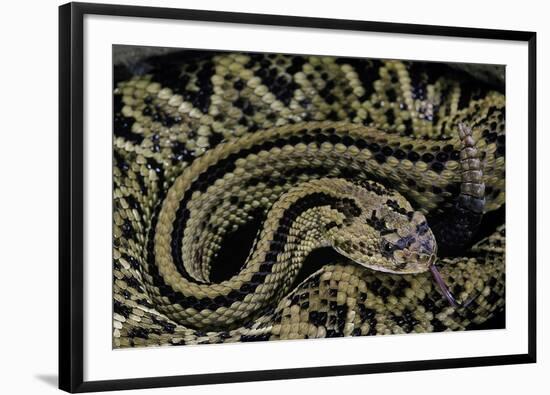 Crotalus Durissus Durissus (Cascabel Rattlesnake)-Paul Starosta-Framed Photographic Print