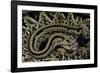 Crotalus Durissus Durissus (Cascabel Rattlesnake)-Paul Starosta-Framed Photographic Print