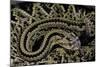 Crotalus Durissus Durissus (Cascabel Rattlesnake)-Paul Starosta-Mounted Photographic Print