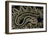 Crotalus Durissus Durissus (Cascabel Rattlesnake)-Paul Starosta-Framed Photographic Print