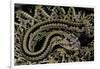 Crotalus Durissus Durissus (Cascabel Rattlesnake)-Paul Starosta-Framed Photographic Print