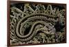 Crotalus Durissus Durissus (Cascabel Rattlesnake)-Paul Starosta-Framed Photographic Print