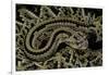 Crotalus Durissus Durissus (Cascabel Rattlesnake)-Paul Starosta-Framed Photographic Print