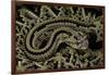 Crotalus Durissus Durissus (Cascabel Rattlesnake)-Paul Starosta-Framed Photographic Print
