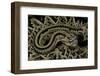 Crotalus Durissus Durissus (Cascabel Rattlesnake)-Paul Starosta-Framed Photographic Print