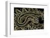 Crotalus Durissus Durissus (Cascabel Rattlesnake)-Paul Starosta-Framed Photographic Print