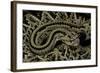 Crotalus Durissus Durissus (Cascabel Rattlesnake)-Paul Starosta-Framed Photographic Print