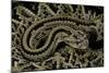 Crotalus Durissus Durissus (Cascabel Rattlesnake)-Paul Starosta-Mounted Photographic Print