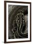 Crotalus Durissus Terrificus (Cascabel or South American Rattlesnake)-Paul Starosta-Framed Premium Photographic Print