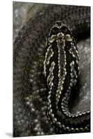 Crotalus Durissus Terrificus (Cascabel or South American Rattlesnake)-Paul Starosta-Mounted Premium Photographic Print